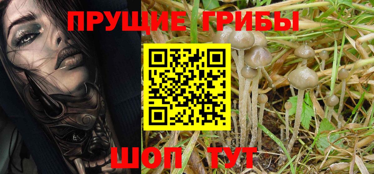 Псилоцибиновые грибы MAGIC MUSHROOMS  Вход с VPN  где купить наркотик  Галлюциногенные грибы Psilocybe  Асино 